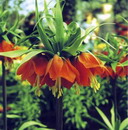 لاله واژگون